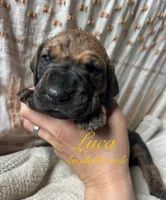 Luca, a male Great Dane for sale in Beaver Dams, NY – 1 of 6