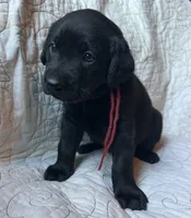 Diane, a female Labrador Retriever for sale in Beaver Dams, NY – 3 of 5