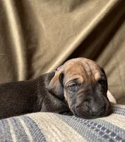 Waverly, a female Great Dane for sale in Beaver Dams, NY – 3 of 7