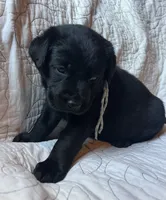 Jackie, a female Labrador Retriever for sale in Beaver Dams, NY – 4 of 6