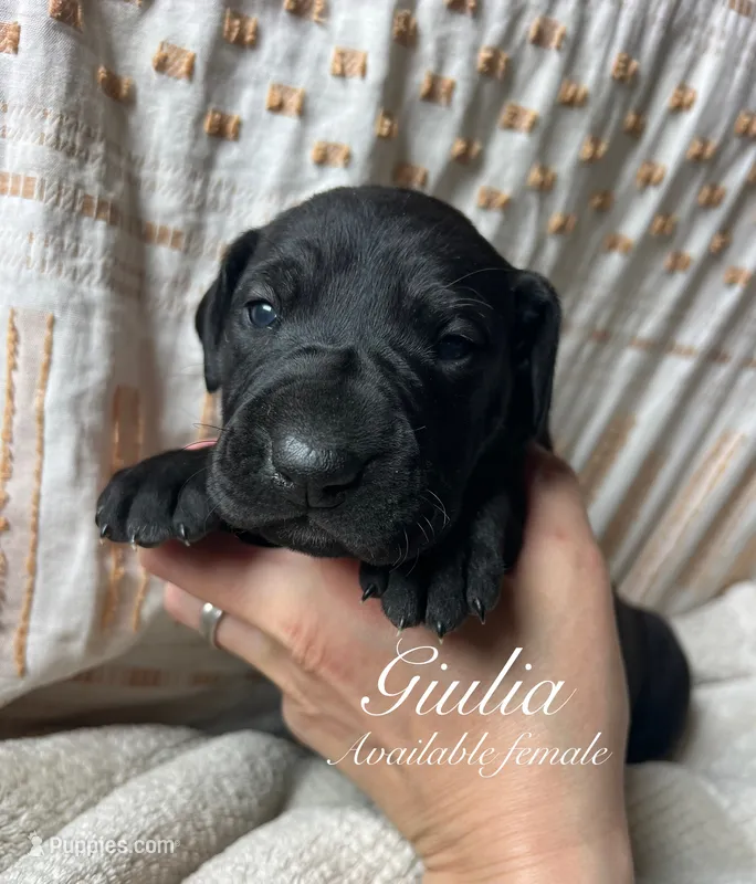 Giulia – Great Dane puppy for sale in Beaver Dams, NY