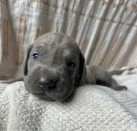 Lorenzo, a male Great Dane for sale in Beaver Dams, NY – 2 of 6