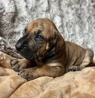 Betty, a female Great Dane for sale in Beaver Dams, NY – 3 of 5