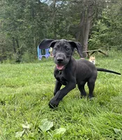 Roma, a female Great Dane for sale in Beaver Dams, NY – 3 of 6