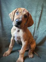 Winston, a male Great Dane for sale in Beaver Dams, NY – 5 of 8