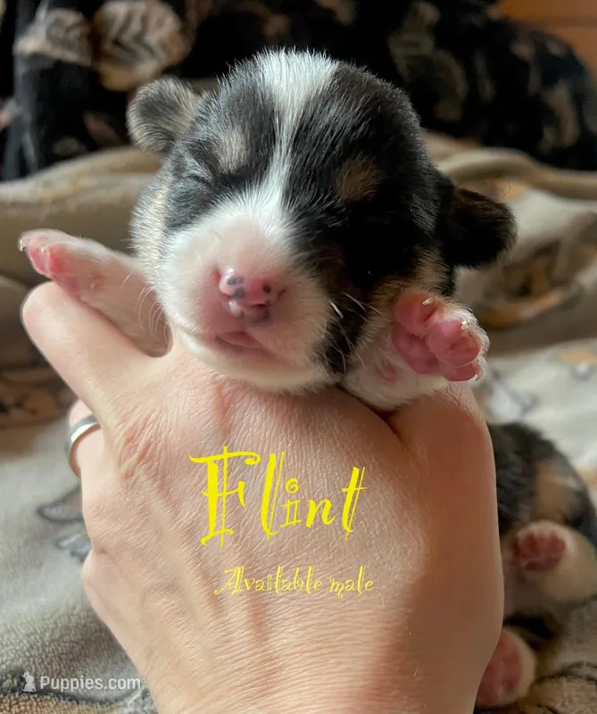 Flint – Pembroke Welsh Corgi puppy for sale in Beaver Dams, NY