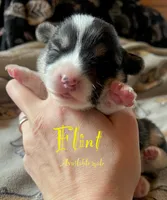 Flint, a male Pembroke Welsh Corgi for sale in Beaver Dams, NY – Photo 1 of 5