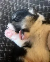 Flint, a male Pembroke Welsh Corgi for sale in Beaver Dams, NY – Photo 3 of 5