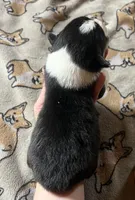 Flint, a male Pembroke Welsh Corgi for sale in Beaver Dams, NY – Photo 4 of 5