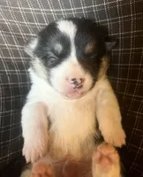 Flint, a male Pembroke Welsh Corgi for sale in Beaver Dams, NY – Photo 2 of 5