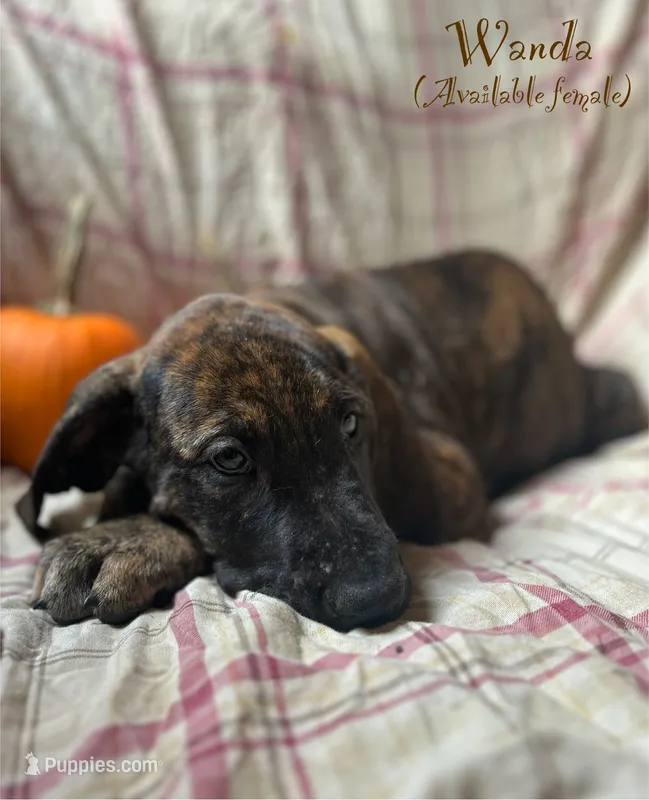 Wanda – Great Dane puppy for sale in Beaver Dams, NY