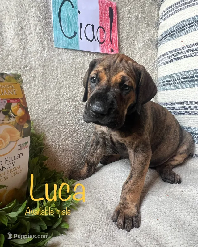 Luca – Great Dane puppy for sale in Beaver Dams, NY