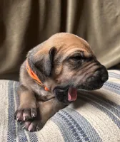 Walker, a male Great Dane for sale in Beaver Dams, NY – 2 of 7