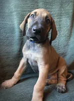 Warren, a male Great Dane for sale in Beaver Dams, NY – 5 of 8