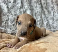 Pebbles, a female Great Dane for sale in Beaver Dams, NY – 2 of 5