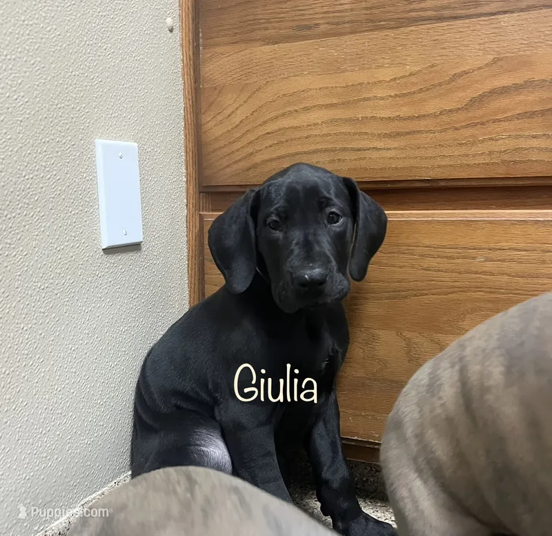 Giulia – Great Dane puppy for sale in Beaver Dams, NY