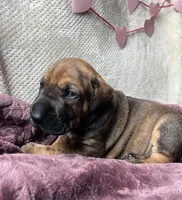 Peep, a female Great Dane for sale in Beaver Dams, NY – Photo 1 of 5
