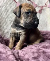Peep, a female Great Dane for sale in Beaver Dams, NY – Photo 5 of 5