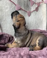 Peep, a female Great Dane for sale in Beaver Dams, NY – Photo 4 of 5