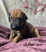Peep, a female Great Dane for sale in Beaver Dams, NY – Photo 2 of 5