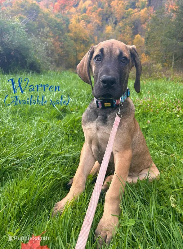 Warren – Great Dane puppy for sale in Beaver Dams, NY
