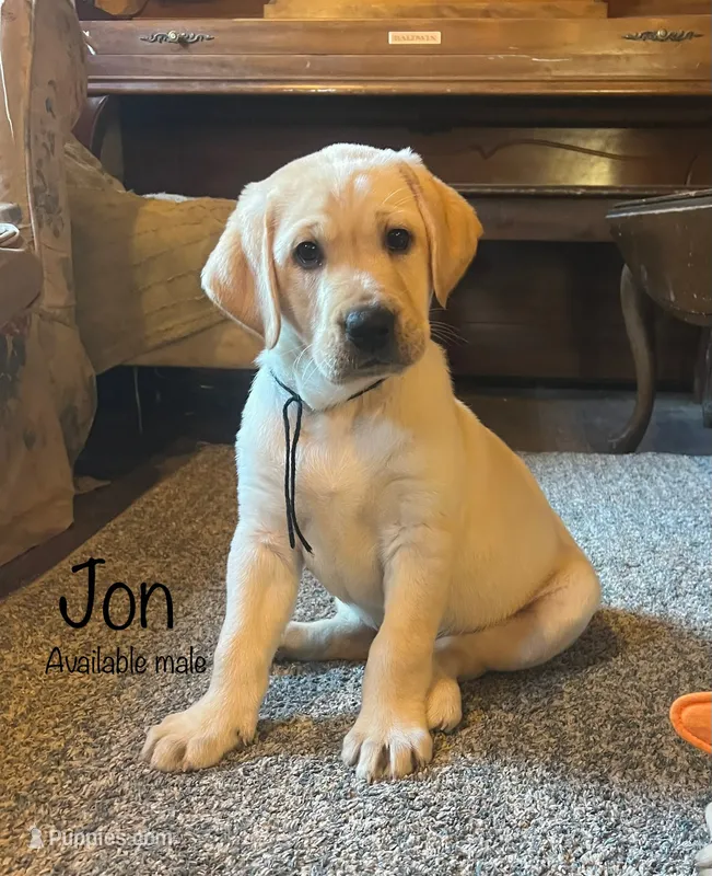 Jon – Labrador Retriever puppy for sale in Beaver Dams, NY