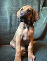 Walker, a male Great Dane for sale in Beaver Dams, NY – 2 of 8