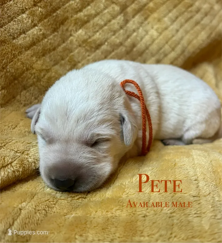 Pete – Labrador Retriever puppy for sale in Beaver Dams, NY