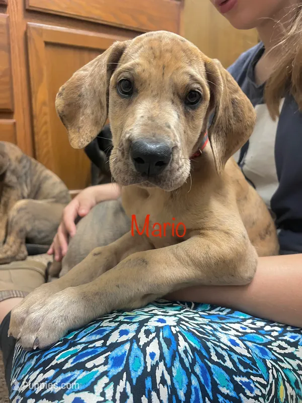 Mario – Great Dane puppy for sale in Beaver Dams, NY