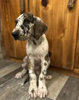 Wendy, a female Great Dane for sale in Beaver Dams, NY – 3 of 5