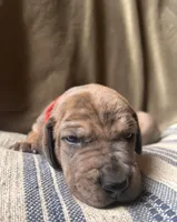 Winston, a male Great Dane for sale in Beaver Dams, NY – 4 of 7