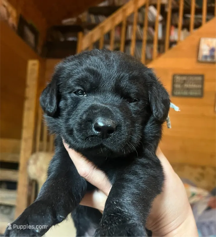 Jackie – Labrador Retriever puppy for sale in Beaver Dams, NY
