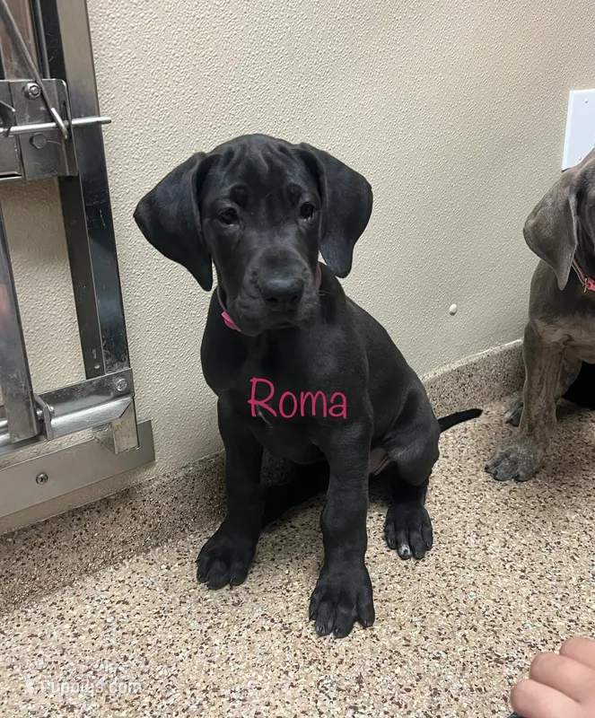 Roma – Great Dane puppy for sale in Beaver Dams, NY