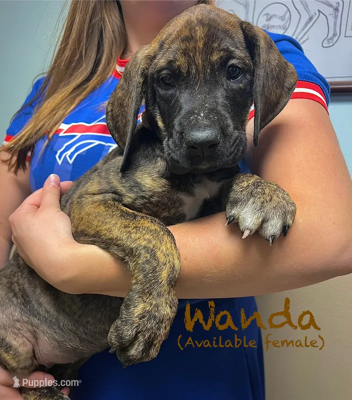 Wanda – Great Dane puppy for sale in Beaver Dams, NY