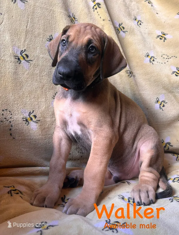 Walker – Great Dane puppy for sale in Beaver Dams, NY