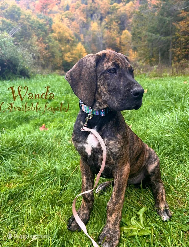 Wanda – Great Dane puppy for sale in Beaver Dams, NY