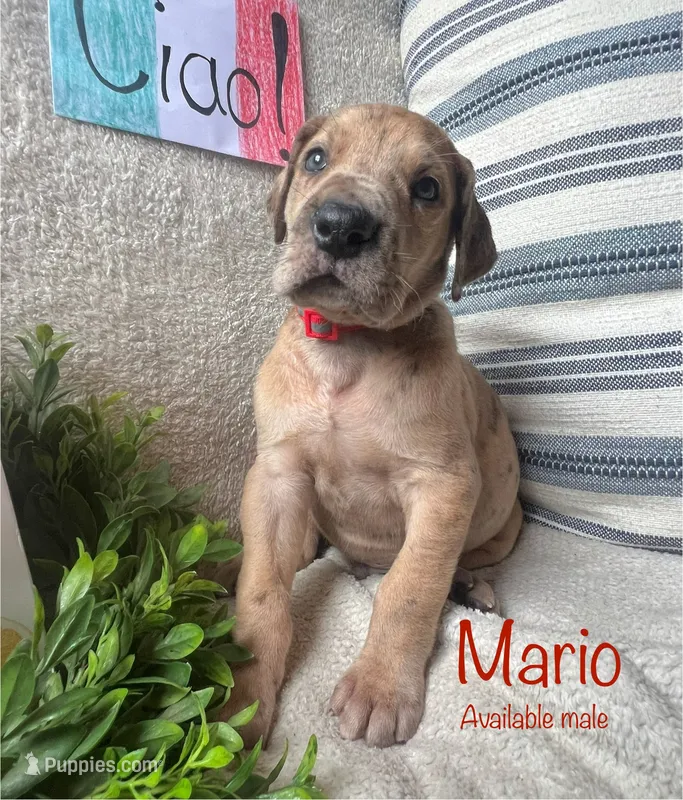 Mario – Great Dane puppy for sale in Beaver Dams, NY