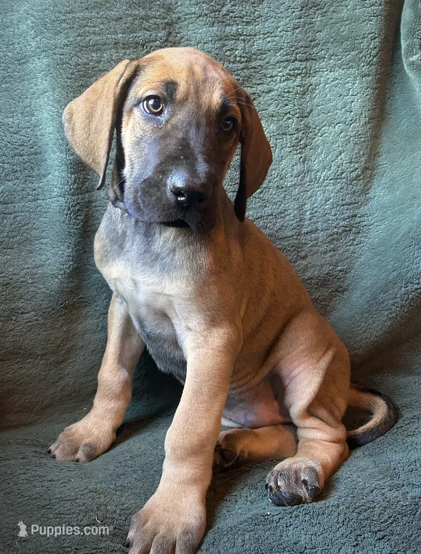 Warren – Great Dane puppy for sale in Beaver Dams, NY