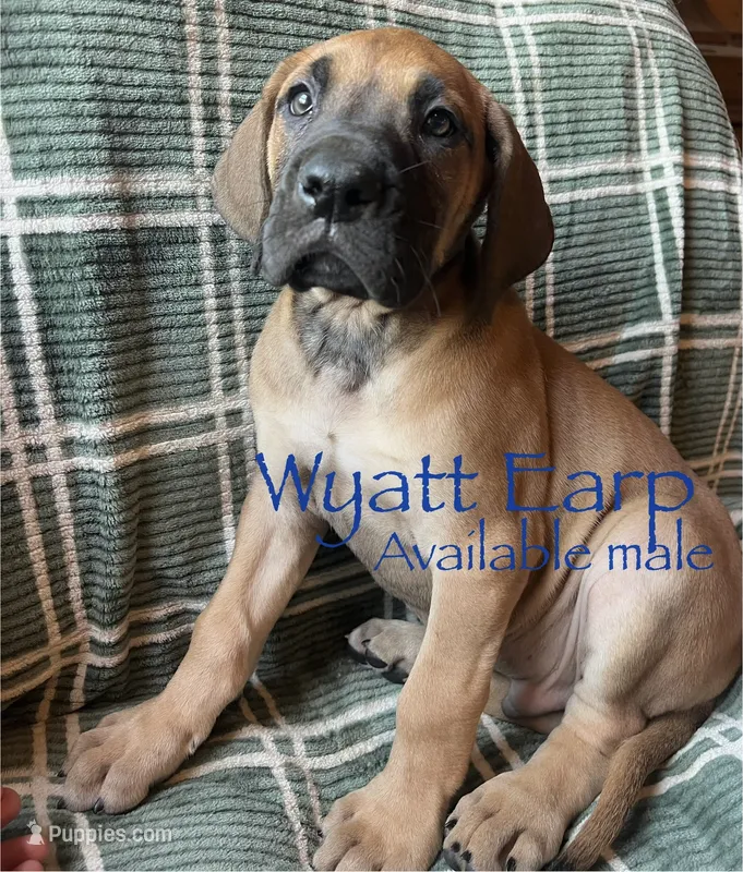 Wyatt Earp – Great Dane puppy for sale in Beaver Dams, NY