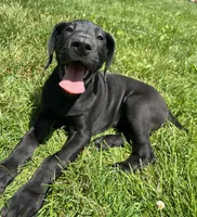 Giulia, a female Great Dane for sale in Beaver Dams, NY – 2 of 6