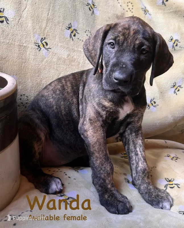 Wanda – Great Dane puppy for sale in Beaver Dams, NY
