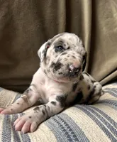 Wendy, a female Great Dane for sale in Beaver Dams, NY – 3 of 7