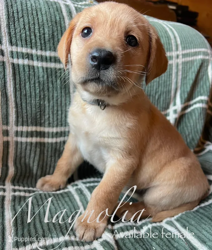 Magnolia – Labrador Retriever puppy for sale in Beaver Dams, NY