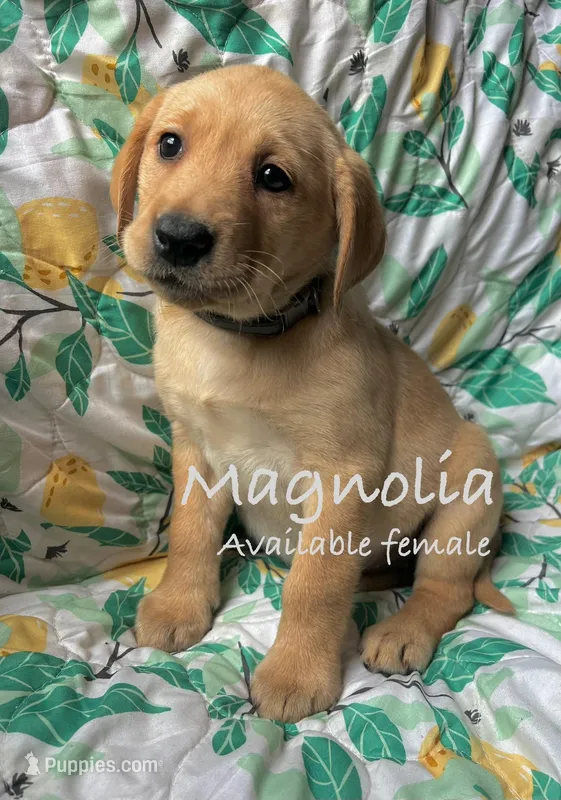 Magnolia – Labrador Retriever puppy for sale in Beaver Dams, NY