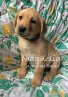 Magnolia, a female Labrador Retriever for sale in Beaver Dams, NY – Photo 1 of 3