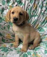 Magnolia, a female Labrador Retriever for sale in Beaver Dams, NY – Photo 2 of 3