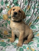 Magnolia, a female Labrador Retriever for sale in Beaver Dams, NY – Photo 3 of 3