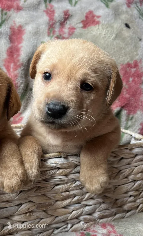 Magnolia – Labrador Retriever puppy for sale in Beaver Dams, NY