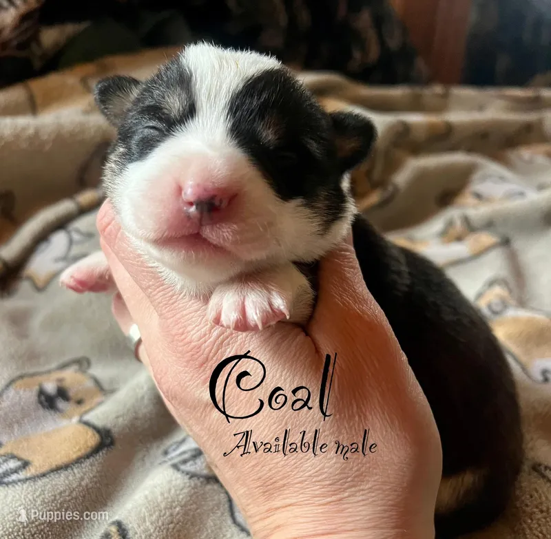Coal – Pembroke Welsh Corgi puppy for sale in Beaver Dams, NY
