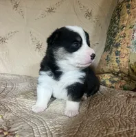 Coal, a male Pembroke Welsh Corgi for sale in Beaver Dams, NY – 3 of 5